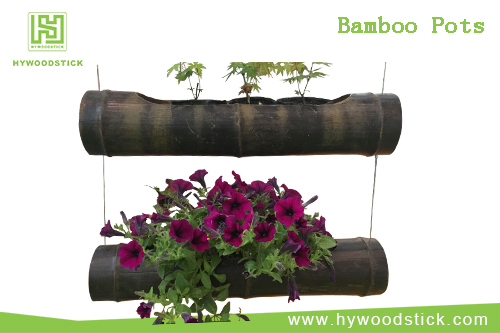 Bamboo pots